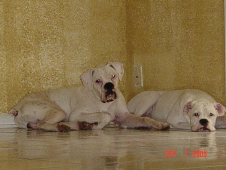 Zeus and Xena relaxing on the cold floor