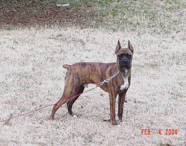 Zeus at 7 months