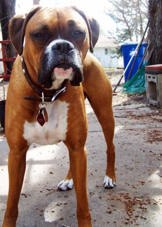 Zeus enjoying outside