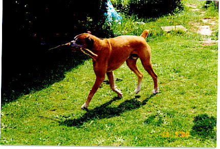zeus helping daddy in the garden