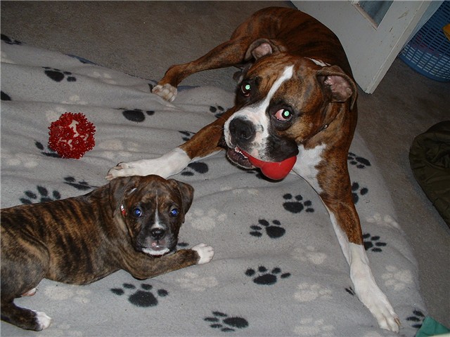 Zeus & his little sis, Zoe