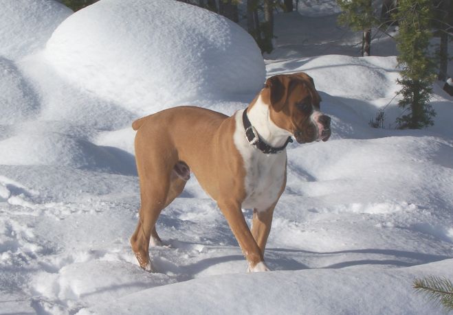 Zeus in the snow