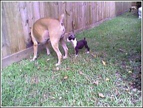 Zeus letting the neighbor's dogs know they can't mess with his sister