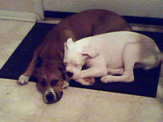 Zeus N Holly