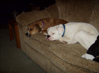 Zeus N Holly