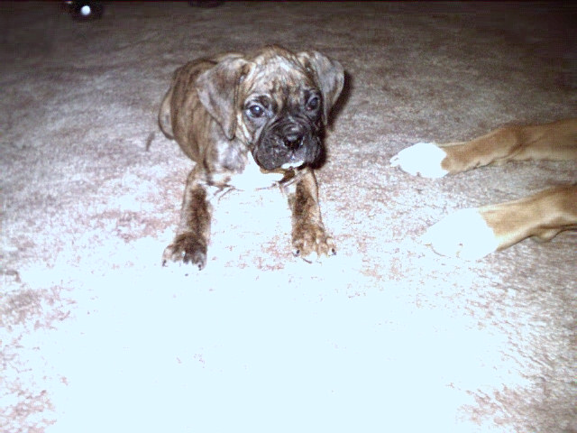 Zeus- new pup