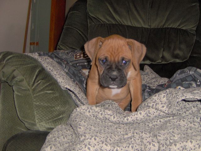 Zeus on Chair