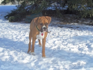 Zeus playing outside