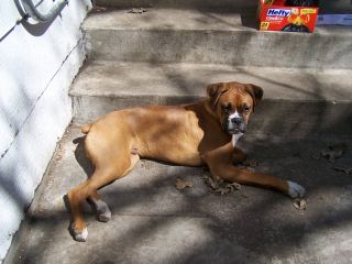 Zeus resting