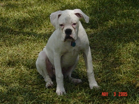 Zeus sitting in the shade