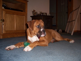 Zeus, so handsome...