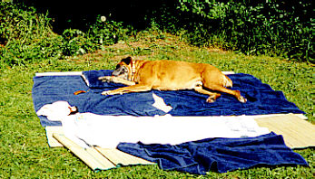 Zeus Sunbathing