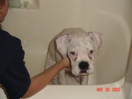 Zeus taking a bath