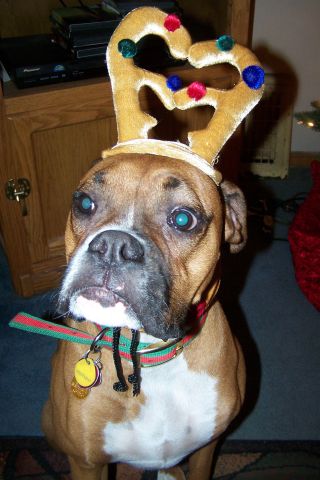 Zeus "The Reindeer"