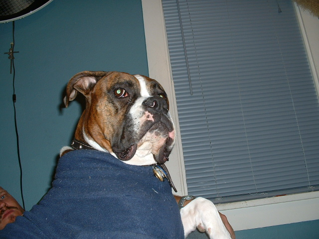 Zeus, thinking he's tough