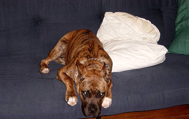 Zeus trying to nap