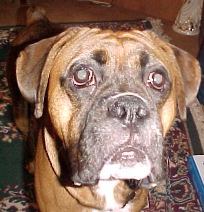 Zeus up close