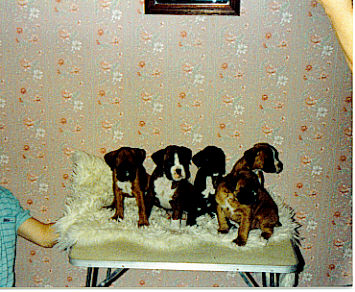 Zeus with hi 3 brothers & 1 sister