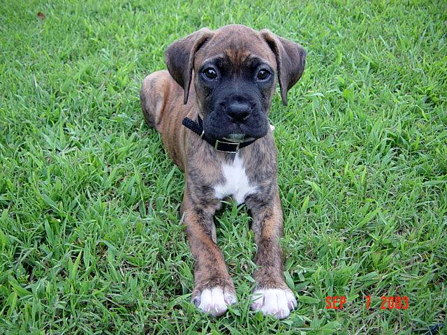 Zeus