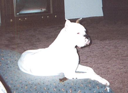 Zeus