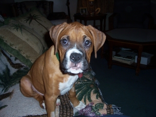 Zeus
