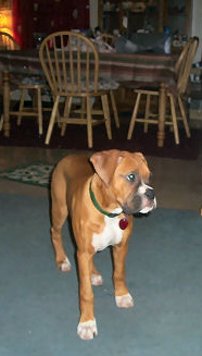 Zeus