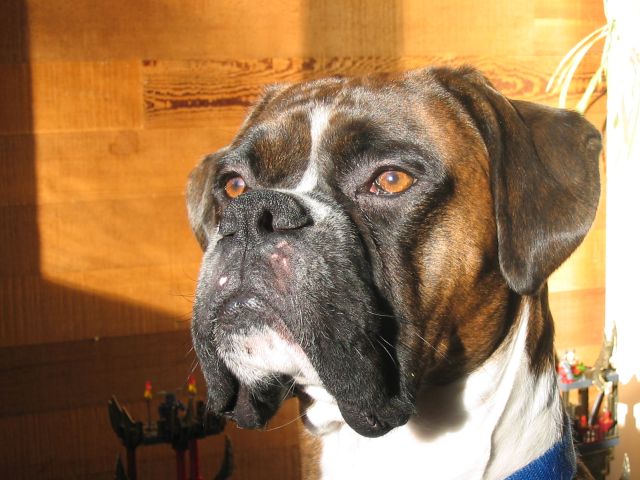 Zeus