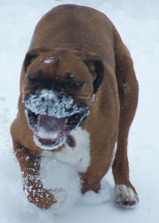 Zeus