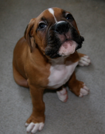 Zeus018