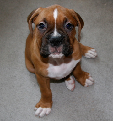 Zeus019