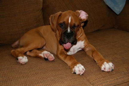 Zeus0271