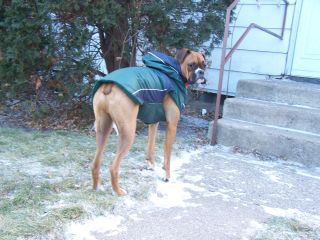 Zeus's new coat