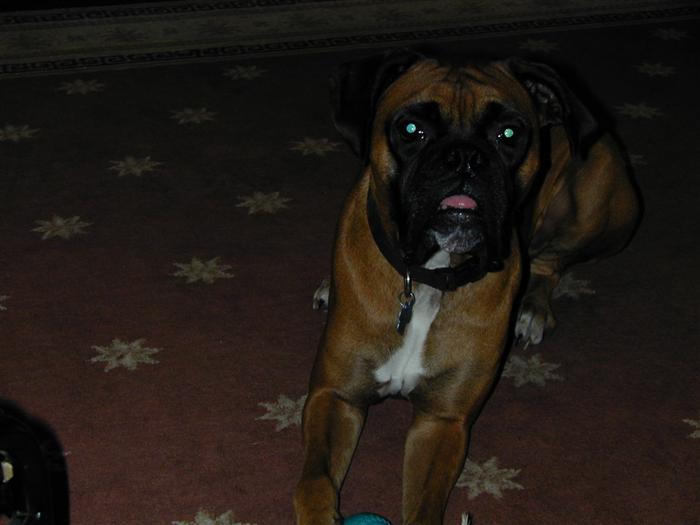 Ziggy
