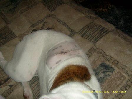 Ziggy's tumor removal