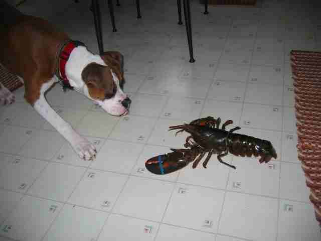 ZiggyVSLobster