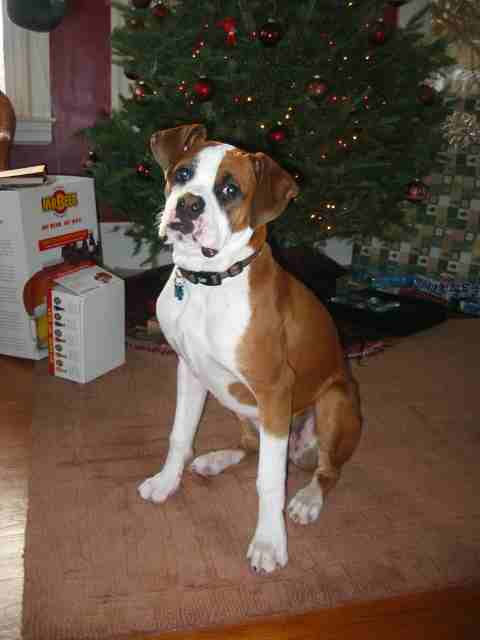 Zig's Xmas