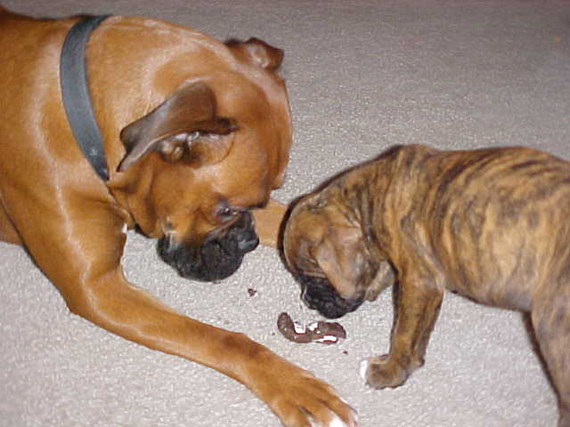 Zinser checking out Maggie's treat