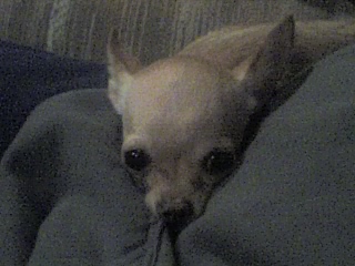 zito_03-23-06