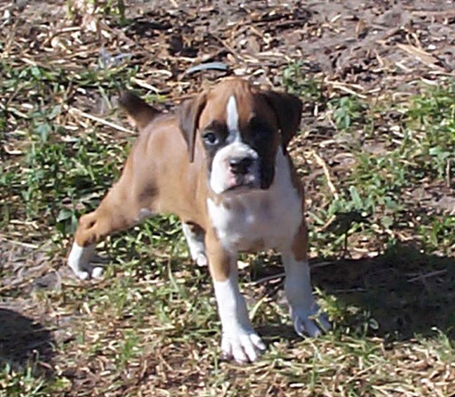 Zoe at the breeder