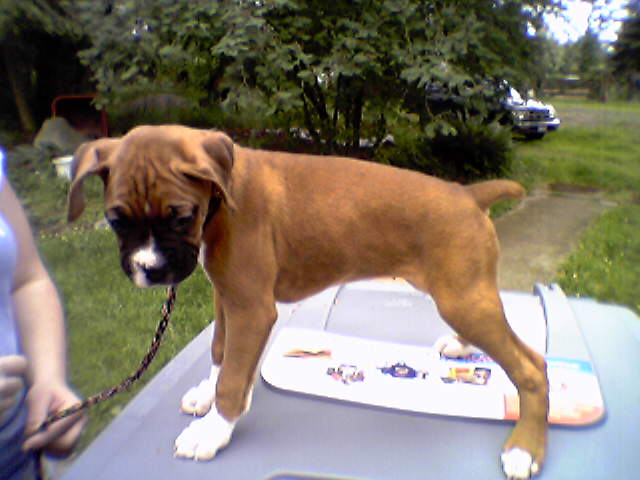 Zoe (breeder's pic)