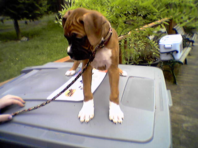 Zoe (Breeder's pic2)