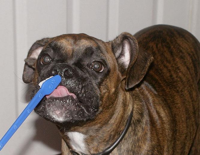Zoe getting her teeth brushed.