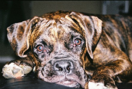 Zoe Girl 3