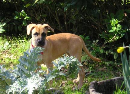 Zoe In the Garden