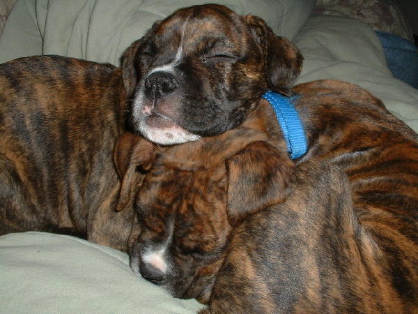 Zoe & Trouble