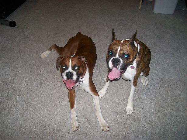 zoeigh and her buddy breck