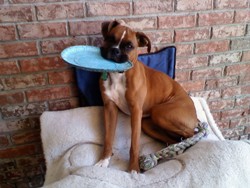 Zoe's fav. toy
