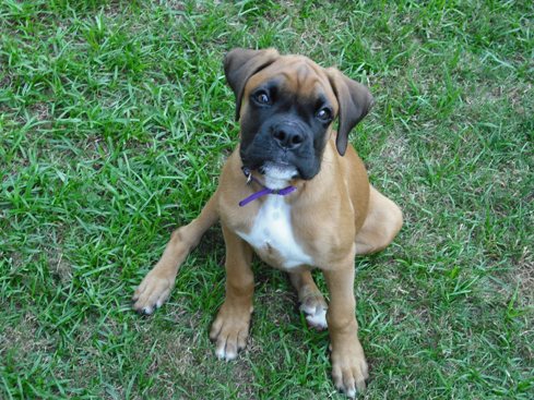 Zoey (13 weeks old)
