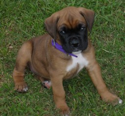 Zoey (6 weeks old)