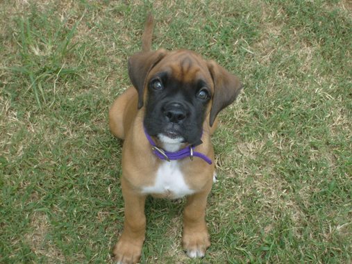 Zoey (9 weeks old)
